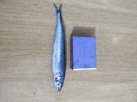 Скала, дельфины и хамса: пилькер против бомбарды, ветер в 17:00 всё «выключил»