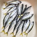 Ранний выход под луфаря, а вышла ставрида: 1.5 г + Maria стрейч на каждом забросе