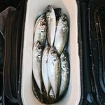 Ранний выход под луфаря, а вышла ставрида: 1.5 г + Maria стрейч на каждом забросе