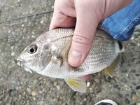 Сочи, пирс и креветка из магазина: пять видов рыбы за час и котам ужин