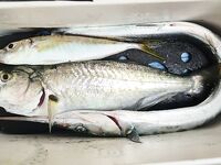 Утренний променад: рыбы немного, зато весь размер приятный для вываживания