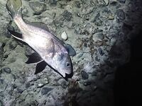 Буны утром и вечером: резина ловит, пилькеры молчат, саргана не нашёл