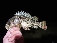 Буны утром и вечером: резина ловит, пилькеры молчат, саргана не нашёл