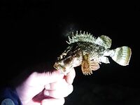 Буны утром и вечером: резина ловит, пилькеры молчат, саргана не нашёл