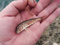 Буны утром и вечером: резина ловит, пилькеры молчат, саргана не нашёл