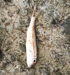 Буны утром и вечером: резина ловит, пилькеры молчат, саргана не нашёл