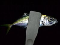 Ночная ставрида на точке прикормленных поплавочников: короткая резина 4 см