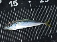 Ночная ставрида на точке прикормленных поплавочников: короткая резина 4 см