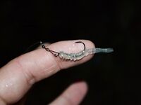 Ночная ставрида на точке прикормленных поплавочников: короткая резина 4 см