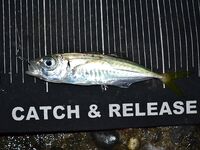 Ночная ставрида на точке прикормленных поплавочников: короткая резина 4 см