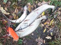 Чёрное море: не ехать «за потом», а ехать на клев — и без грибной закуски