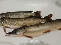 Чёрное море: не ехать «за потом», а ехать на клев — и без грибной закуски