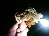 Вечер на бунах: скорпена мельчает, горбылик попался, остальное — отпущено