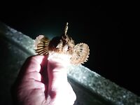 Вечер на бунах: скорпена мельчает, горбылик попался, остальное — отпущено