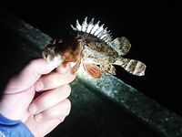 Вечер на бунах: скорпена мельчает, горбылик попался, остальное — отпущено