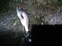 Вечер на бунах: скорпена мельчает, горбылик попался, остальное — отпущено