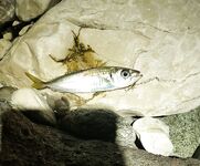 Сочи 30.10–05.11: трудовая неделя, личные рекорды по луфарю и зеленухе