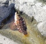 Сочи 30.10–05.11: трудовая неделя, личные рекорды по луфарю и зеленухе