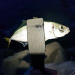 Сочи 30.10–05.11: трудовая неделя, личные рекорды по луфарю и зеленухе