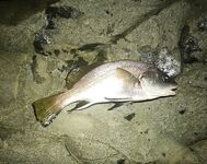 Сочи 30.10–05.11: трудовая неделя, личные рекорды по луфарю и зеленухе