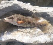 Сочи 30.10–05.11: трудовая неделя, личные рекорды по луфарю и зеленухе