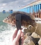 Сочи 30.10–05.11: трудовая неделя, личные рекорды по луфарю и зеленухе