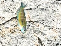 Аланья, первая встреча со Средиземным морем: мелочь, но удовольствие и коты