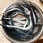 Перед штормом искал саргана: четыре локации, нашёл дальнего и трудового