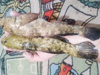 Чёрное море — бычок на хамсу под камнями: 4,8 кг за три часа и сход «монстра»