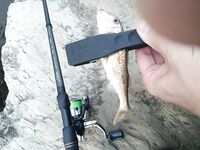 Одна точка и один сектор: рыбалка по «песчаной полянке» между валунами на барабульку