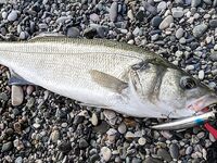 Лаврак европейский — Dicentrarchus labrax: рыбалка в терминах для точной подписи