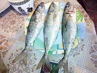 Глазатка и крупная ставрида: рыбалка по терминам без мифов и путаницы