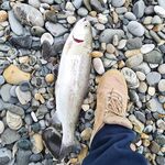 Чёрное море по классике: блёсны и вертушки без резины - проверяю реакцию