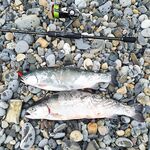 Чёрное море по классике: блёсны и вертушки без резины - проверяю реакцию