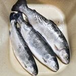 Чёрное море по классике: блёсны и вертушки без резины - проверяю реакцию