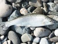 Небольшая силиконовая тиролька: мягче идёт и реже клинит в камнях