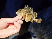 Имеретинка после ливней: мутняк и мусор, UL 0.2–1 г ради спортивной смариды