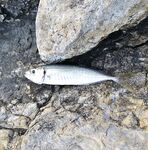 Ставрида штучно: по 1–2 рыбы с первых забросов, потом площадка умирает