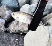 Ставрида штучно: по 1–2 рыбы с первых забросов, потом площадка умирает