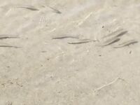 Лиман, камитка и ребёнок: плавающая 10 г бомбарда, поводок 0.10, рыба у кромки