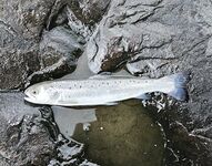 Пилькеры в игноре: малёк лосося, сход саргана и ветер после дождя