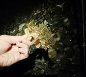 «Свинарник» вечером: окунь на курином филе, к сумеркам редкая скорпена