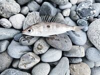 «Свинарник» вечером: окунь на курином филе, к сумеркам редкая скорпена