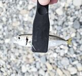 «Свинарник» вечером: окунь на курином филе, к сумеркам редкая скорпена