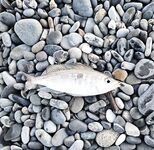 «Свинарник» вечером: окунь на курином филе, к сумеркам редкая скорпена