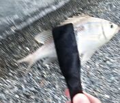 «Свинарник» вечером: окунь на курином филе, к сумеркам редкая скорпена