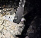 «Свинарник» вечером: окунь на курином филе, к сумеркам редкая скорпена