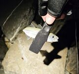 Имеретинка под мощный накат: дождался сумерек и часовой «конвейер» ставриды