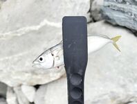 Имеретинка: чистая вода и первый луфарь сезона, охотник вынес лаврака