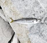 Имеретинка: чистая вода и первый луфарь сезона, охотник вынес лаврака